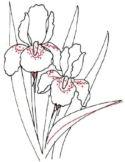 draw  iris step  step tutorial white iris flower drawing