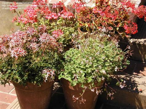 Canadian Gardening How Long Do You Keep Your Geraniums Pelargoniums