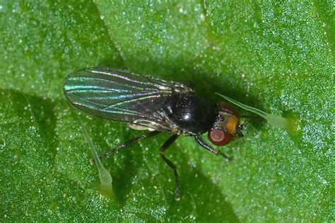 Diptera Info Discussion Forum Agromyzidae