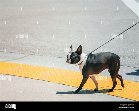 english bulldog puppy black and white cute pet Stock Photo - Alamy