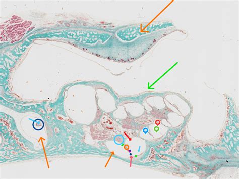 Ear Cochlea Histology Diagram Quizlet