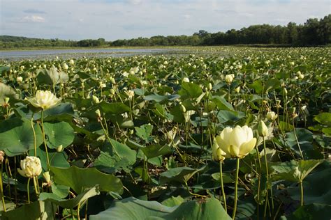 American Lotus Nelumbo Lutea The Largest Flower In America Lake