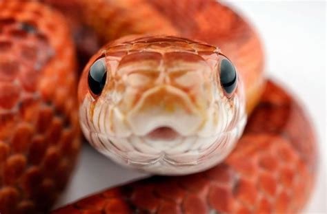 8 Photos irrésistiblement mignonnes de reptiles de compagnie