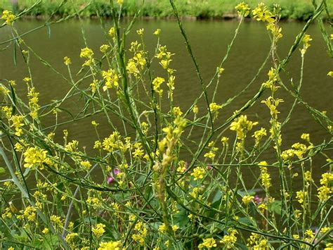 Brassica Nigra Black Mustard Brown Mustard Mostaza Red Mustard True Mustard North