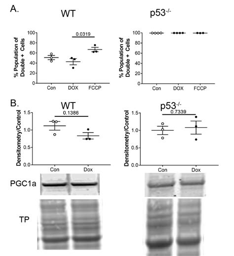 Mitophagy And Biogenesis Balance A Dox Exposed Wt Cells Were Unable