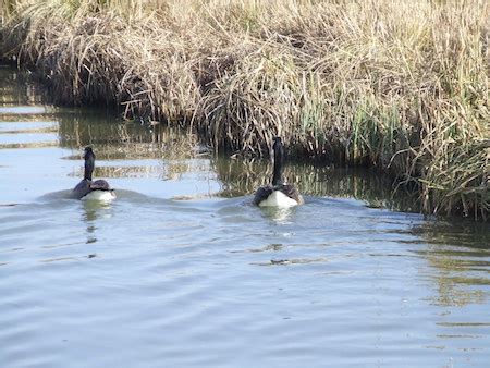 Wildlife on the Canals | canal-cruise.co.uk