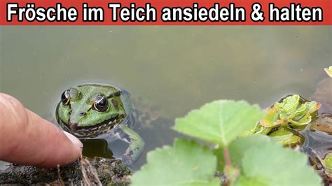 Fr Sche Im Teich Halten Fr Sche Im Gartenteich Ansiedeln Tipps F R