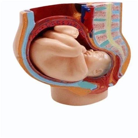 XC 332B Human Female Pelvis Section At 8885 Pelvis Model In Chennai