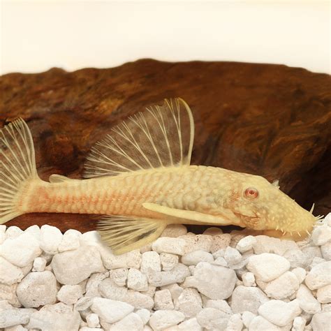 Pleco – Albino Bristlenose Pleco – Medium/Large (E7B) – Big Al's Pet ...