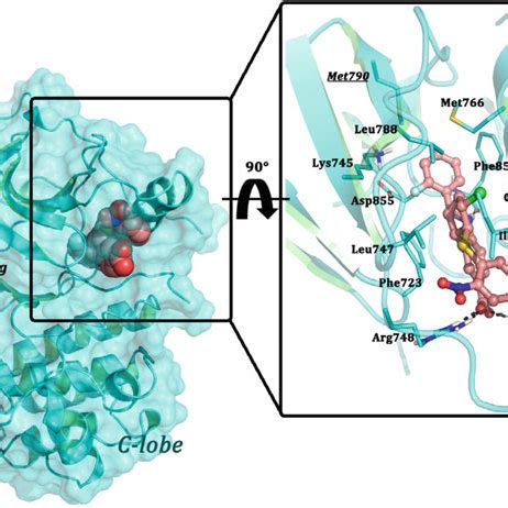 Mechanism Of Action Of Alpha Glucosidase Inhibitors Source