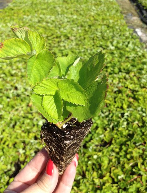 Photo Gallery Isons Nursery And Vineyard