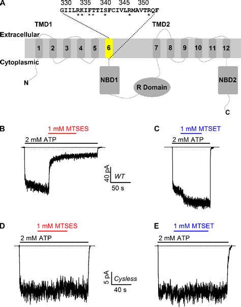 Figure From Dual Roles Of The Sixth Transmembrane Segment Of The Cftr