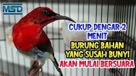 Masteran Suara Sepah Raja Pikat Burung Kolibri Trotol Agar Bunyi Dan