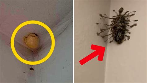 Woman Finds Bizarre Egg Hanging On The Ceiling Of Her Room Shocked