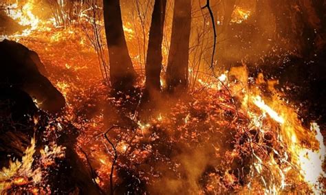 L Italia Nella Morsa Degli Incendi Chi Sono I Piromani E Perch Lo