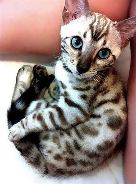 Siamese Bengal Kittens | Hot Sex Picture