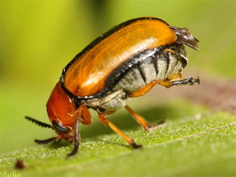 Leaf beetle - Alchetron, The Free Social Encyclopedia