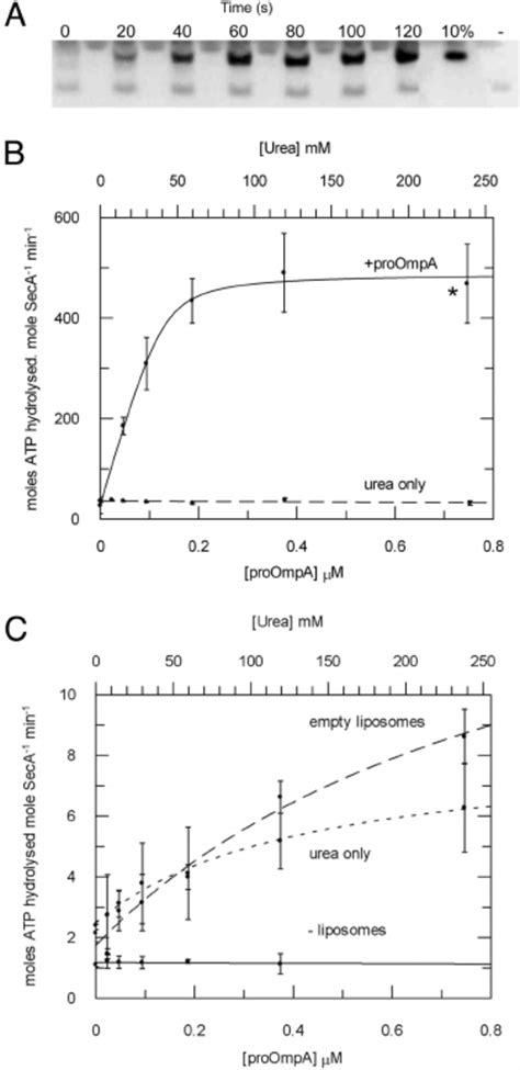 Steady State Analysis Of The Translocation Coupled Atpase Activity