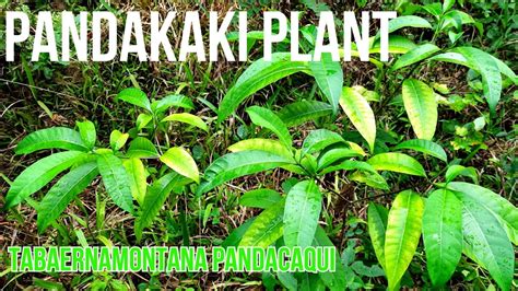 pandakaki plant tabernaemontana pandacaqui philippine native plant