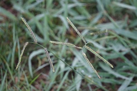 Dallisgrass Paspalum Dilatatum Barbara H Smith ©2020 H Flickr