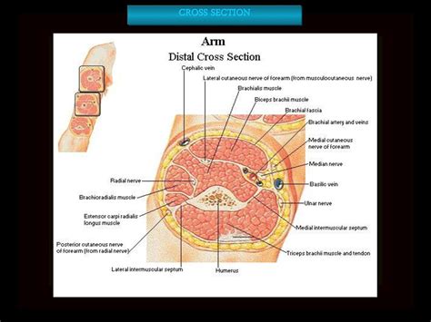 Ulnar Nerve Anatomy Cross Section