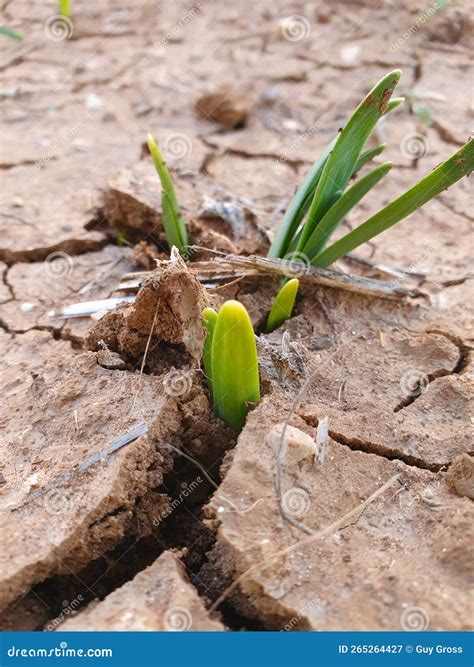 Green Plant Bursting Out Of The Ground Stock Image Image Of Soil