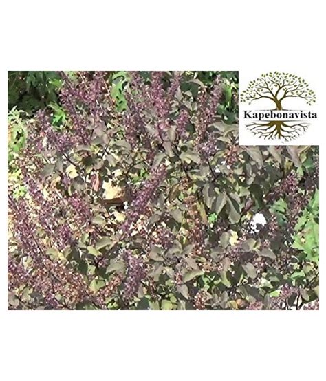 Kapebonavista Kala Tulsi Black Tulsi Living Plant Raw Herbs 1 No S Pack