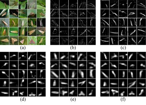 Visualization Of Feature Maps In The Overall Architecture A A