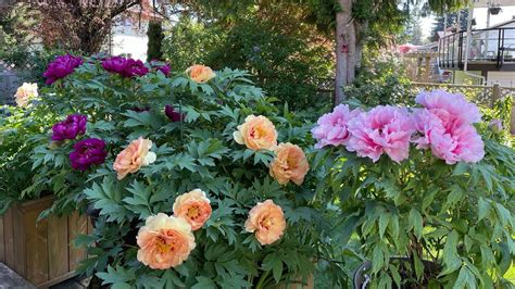 Tree Woody Peony Spellbound Lutea Hybrid May 2023 YouTube