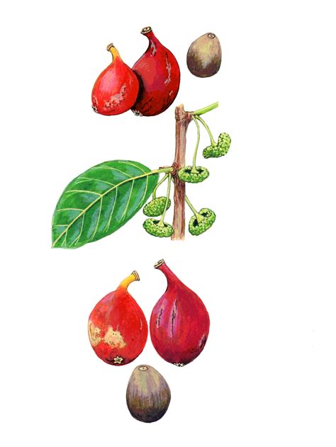 Antiaris toxicaria – HORNBILL DISPERSED FRUIT OF BORNEO