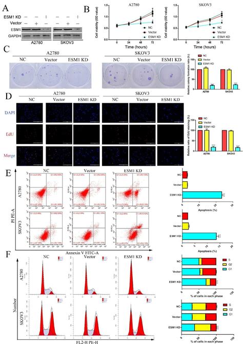 The Effect Of ESM1 On OC Proliferation Cell Cycle Progression And