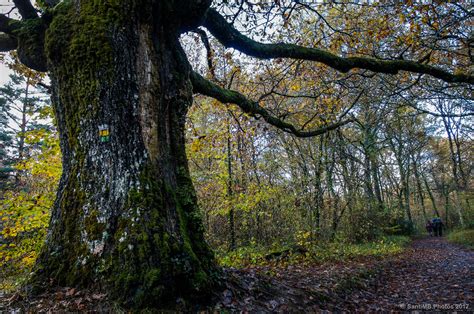 El Bosque De Los Robles Milenarios De Danbulintxulo Fotohiking