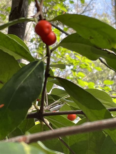 Red Fruited Olive Plum From Glenrock State Conservation Area