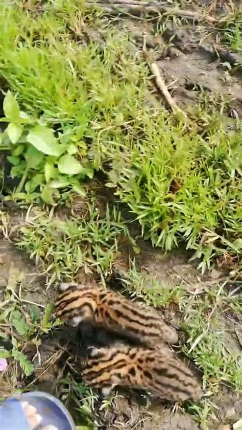 visayan leopard cat found in negros island. footage by:Elder Magquilat : r/Philippines