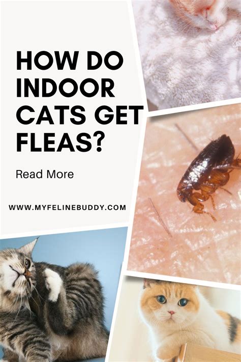 5 Proven Ways To Safely Get Rid Of Fleas On Your Kittens Artofit