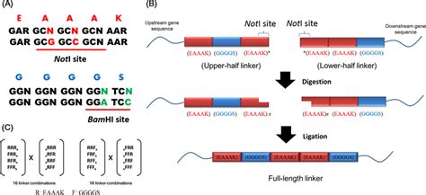 Construction of a linker library with widely controllable flexibility ... 