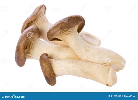 King Oyster Mushrooms Pleurotus Eryngii Stock Image Image Of