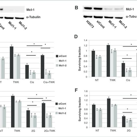 Tweak Induced Nsclc Cell Survival Is Dependent On Mcl 1 Expression