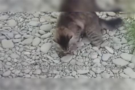 猫咪不捉老鼠了，却捉来了一个它，主人：我的猫厉害了！ 老鼠 主人 猫咪