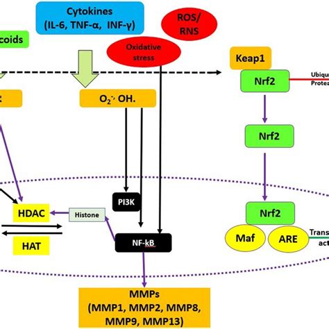 Schematic Representation Of Tgf Smad Signaling Mediated Pathway Tgf