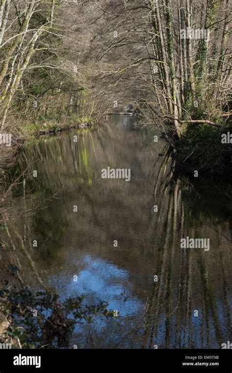 Trees Reflected In The River Teign In Dunsford Wood Nature Reserve