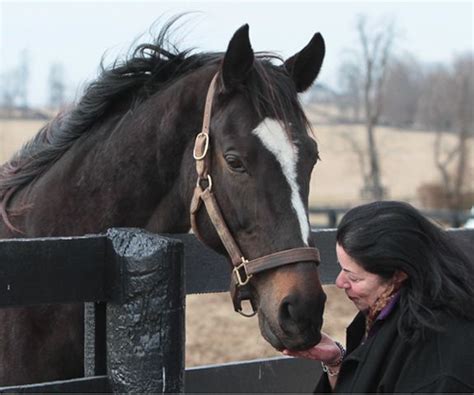 2014 Celebration Visits Horses Thoroughbred Horse Most Beautiful Horses