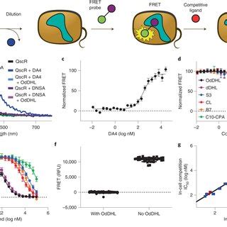 Development Of An In Vitro FRET Assay A Schematic Of The In Vitro