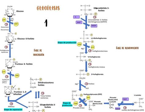 Mapa Metabólico Bioquímica Metabolismo Udocz