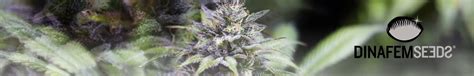 Dinafem Seeds Semillas De Cannabis La Huerta Grow Shop