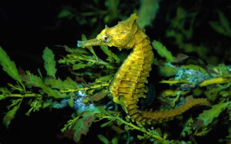 Seahorse Full Hd Wallpaper And Background Image 1920x1200 Id151684