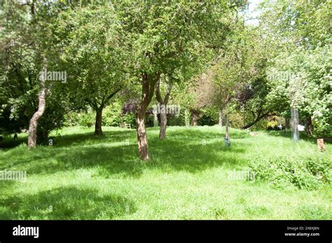 Thornhill Square Gardens Islington London Uk Small Park Trees