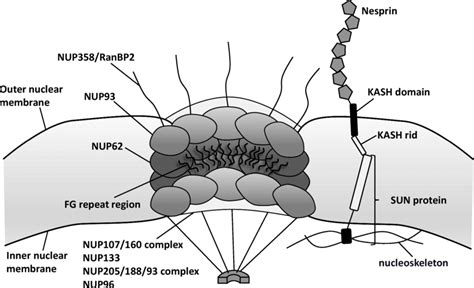 Nuclear Pores