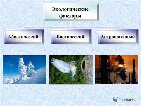 Презентация на тему Среды жизни на Земле и экологические факторы