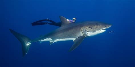 Ocean Ramsey Encounters Foot Great White Shark Atelier Yuwa Ciao Jp